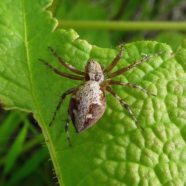Photo of Oxyopes scalaris by <a href="http://www.flickr.com/photos/jlucier/ ">Jacy (JC) Lucier</a>